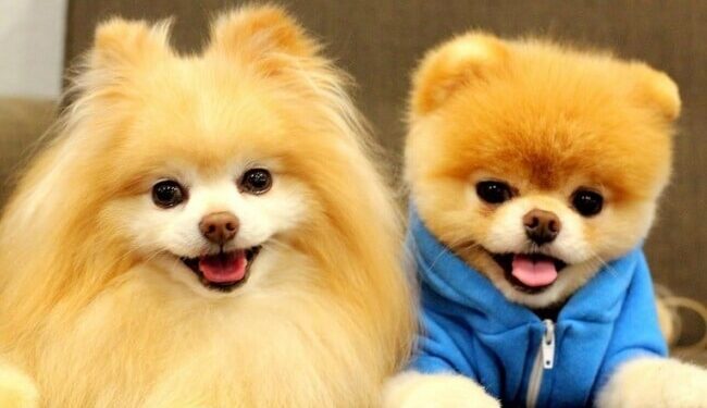 Đừng Bỏ Lỡ TOP 9 Phòng Khám Thú Y Đà Nẵng Uy Tín Và Chất Lượng Nhất