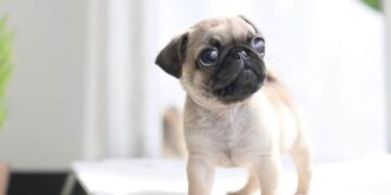 shop chó cảnh Đà Nẵng