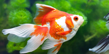 shop cá cảnh Đà Nẵng