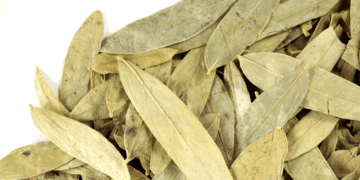 Lá keo nhọn trị táo bón