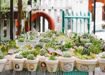 Bỏ Túi Ngay Top 10 Địa Điểm Bán Cây Cảnh Đà Nẵng Giá Rẻ, Uy Tín