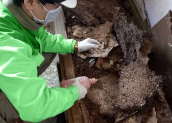 Top 13 Công Ty Diệt Mối Đà Nẵng Tận Nhà Uy Tín