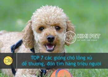 TOP 7 Giống Chó Lông Xù Dễ Thương Được Yêu Thích Nhất