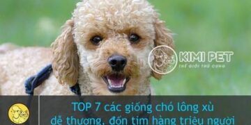 TOP 7 Giống Chó Lông Xù Dễ Thương Được Yêu Thích Nhất