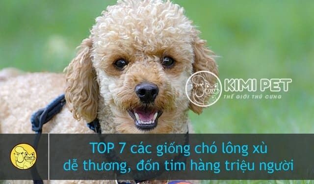 TOP 7 Giống Chó Lông Xù Dễ Thương Được Yêu Thích Nhất