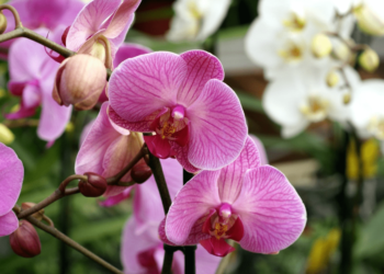 Top 5 Địa Chỉ Cung Cấp Hoa Lan Đà Nẵng Uy Tín