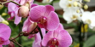 Top 5 Địa Chỉ Cung Cấp Hoa Lan Đà Nẵng Uy Tín