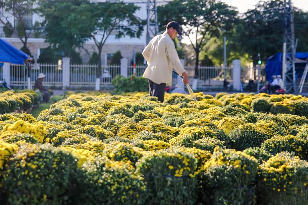 Chợ Hoa Quảng Trường